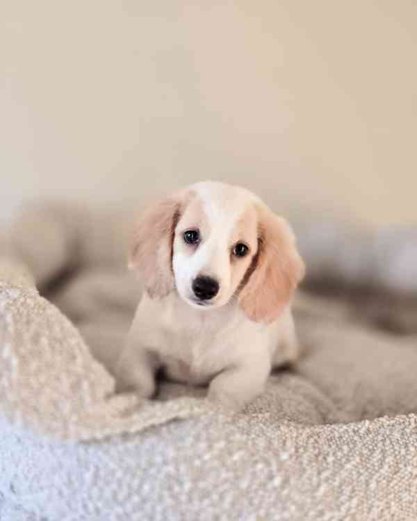 Miniature Dachshund - foto 1