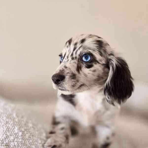 Miniature Dachshund  - foto 2