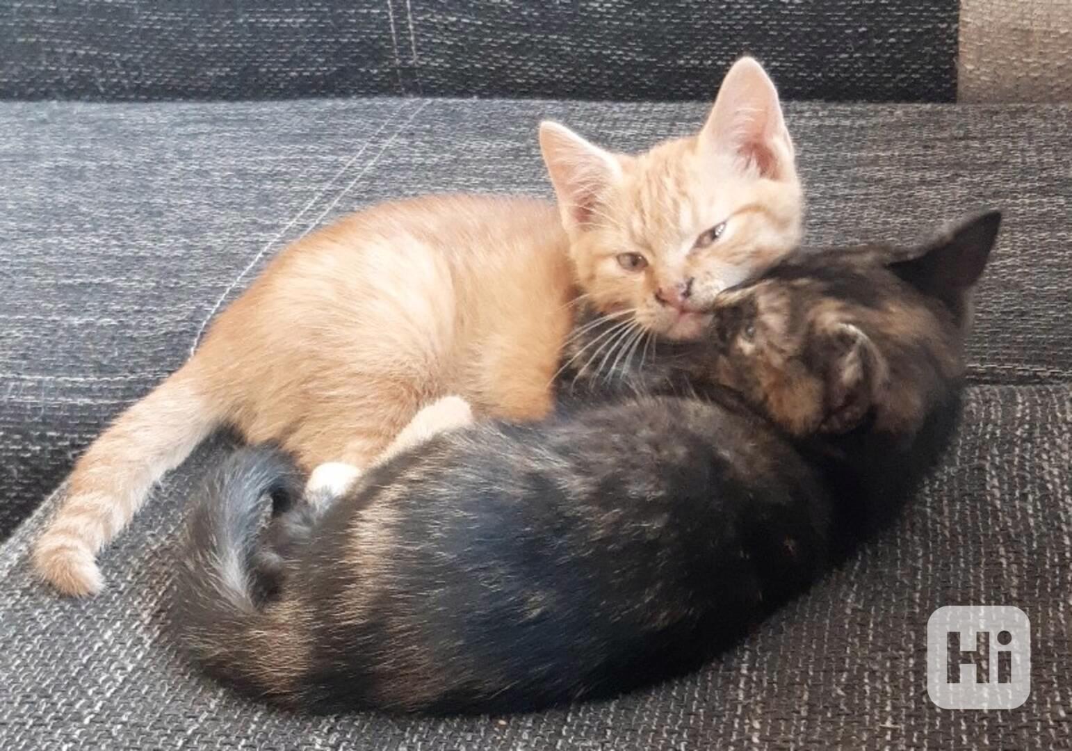 Daruji koťata - foto 1