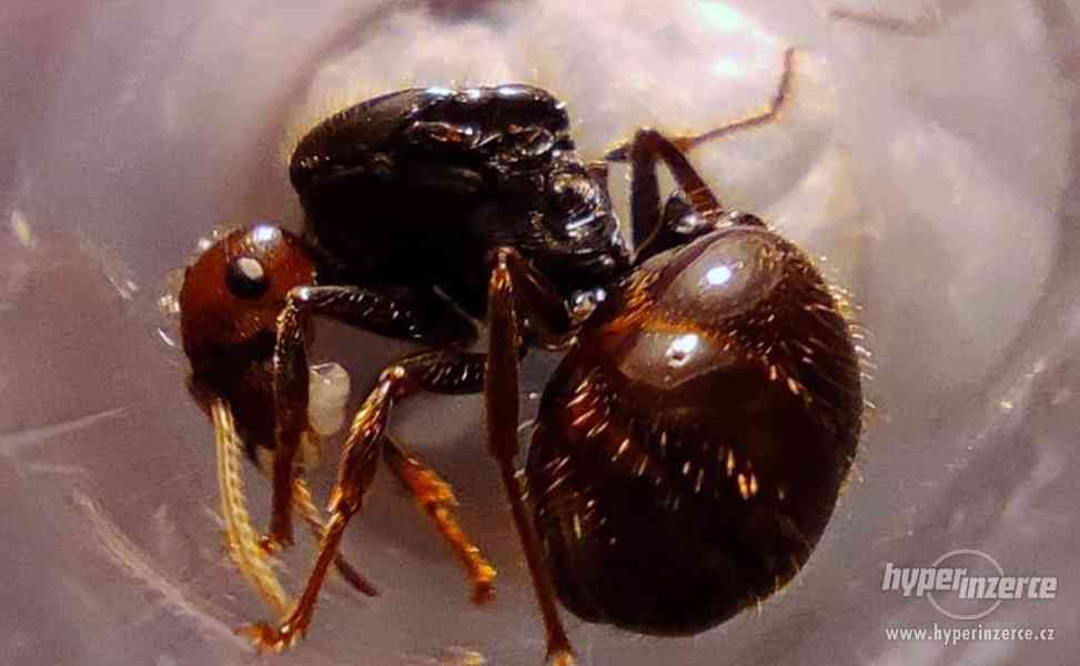 Messor barbarus - mravenec zrnojed (Španělsko) - foto 2
