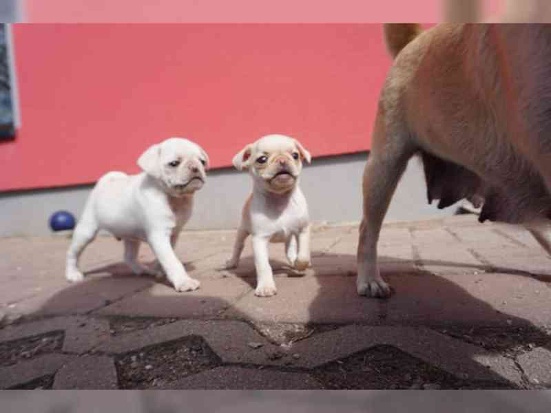 Mops štěňata Na Prodej - foto 4