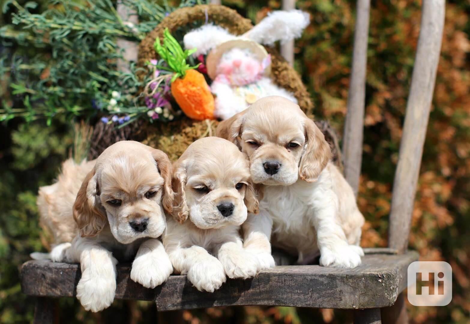 🐾 Štěňata amerického kokršpaněla na prodej 🐾 - foto 1