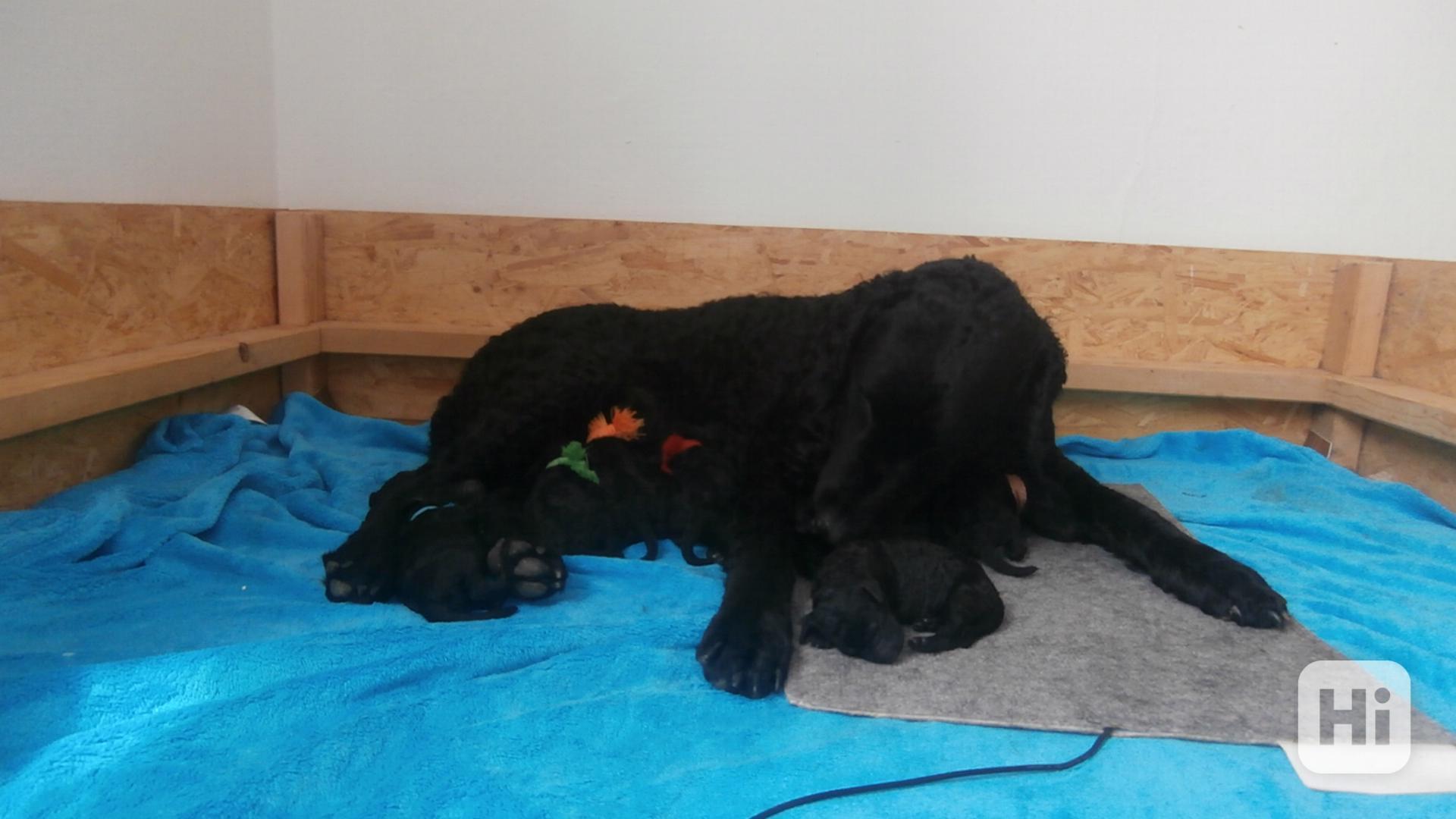 štěňata Curly Coated Retriever kudrnatý - foto 1
