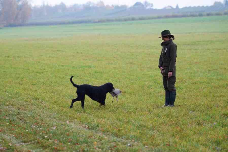 štěňata Curly Coated Retriever kudrnatý - foto 3