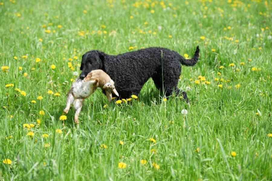štěňata Curly Coated Retriever kudrnatý - foto 5