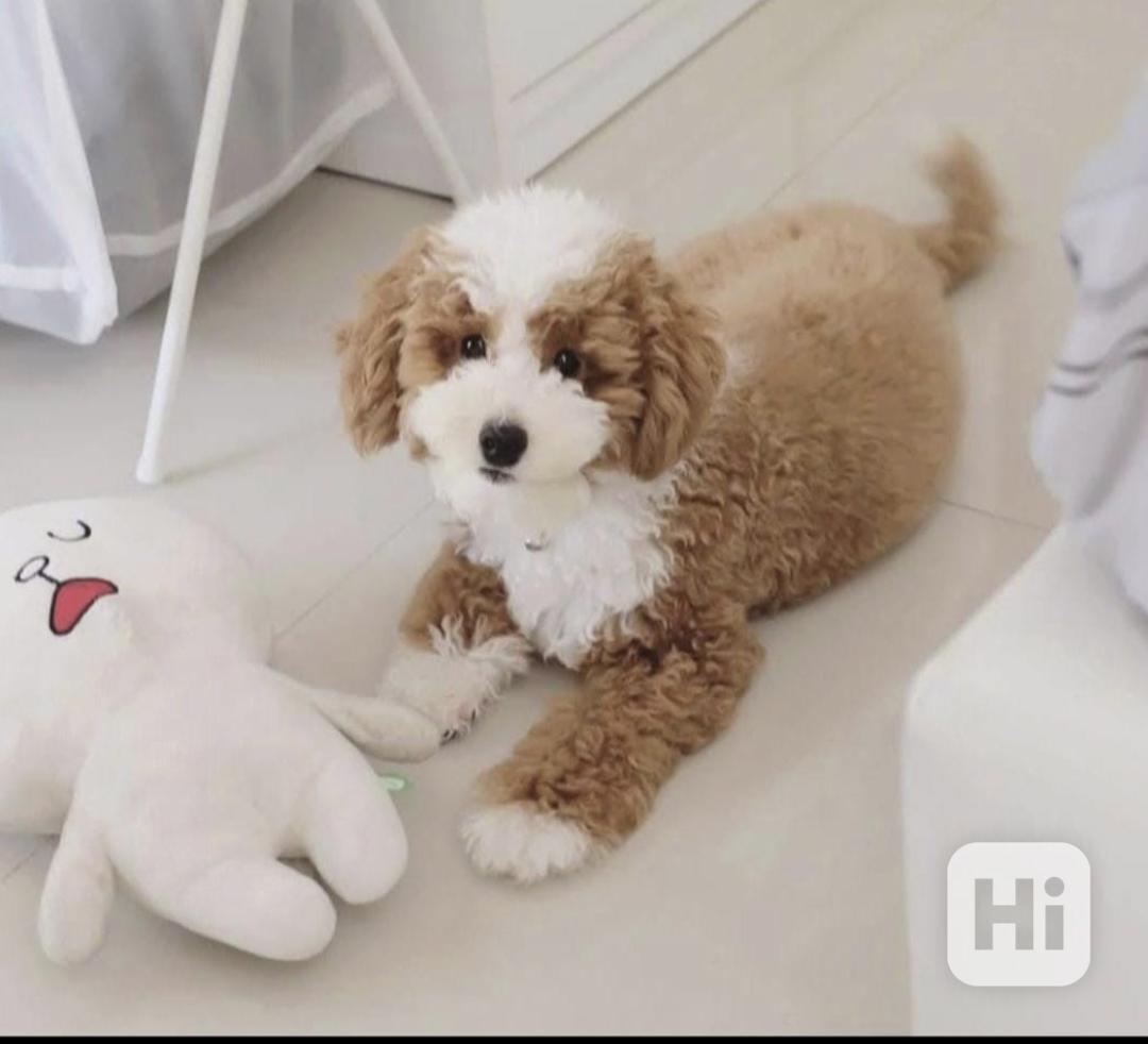 Štěňata maltipoo hledají domov. - foto 1