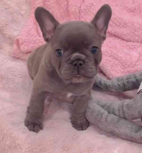 Štěňata francouzského buldoka - foto 2