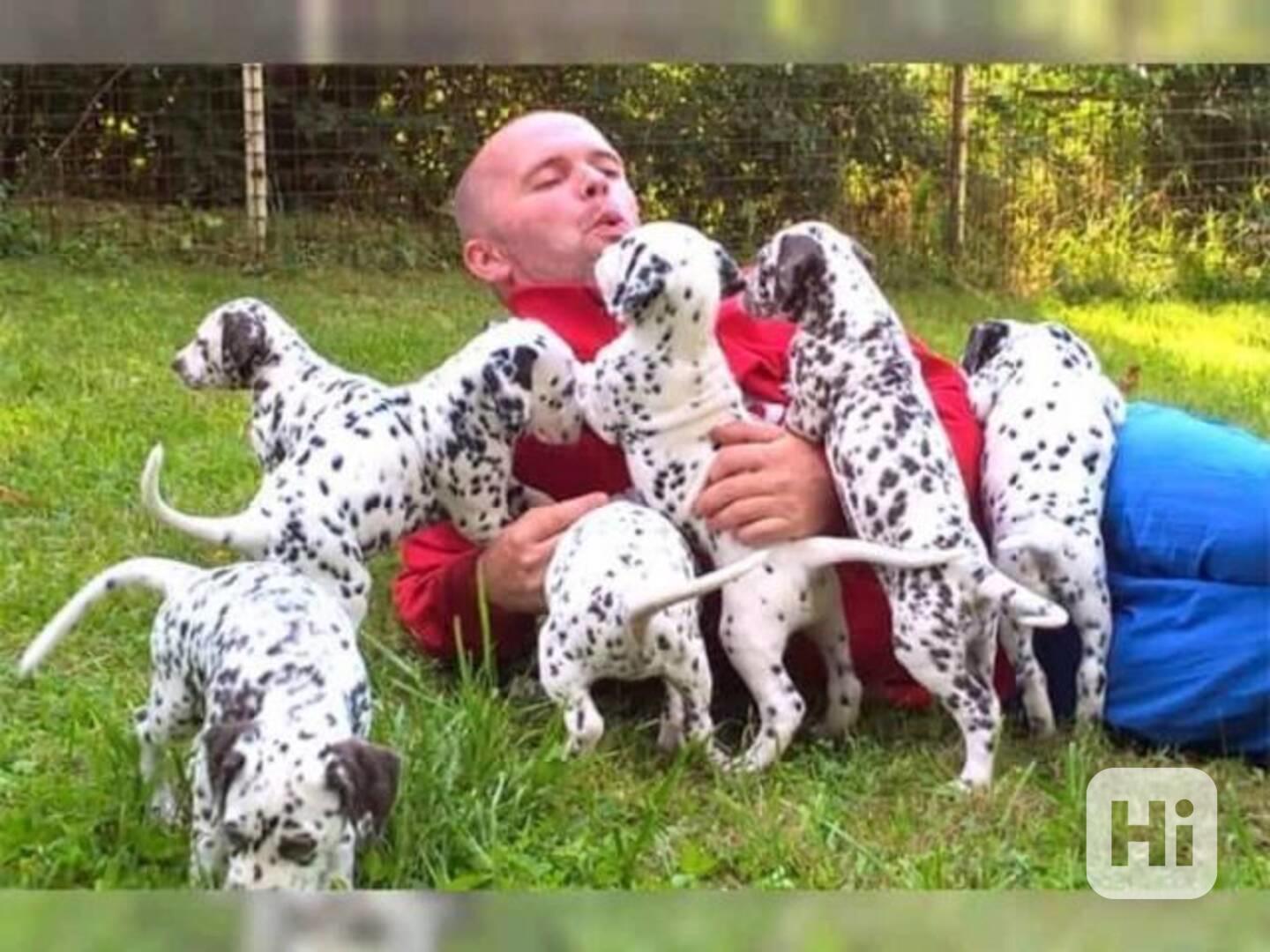 štěňata dalmatinů, kluk a fenka - foto 1