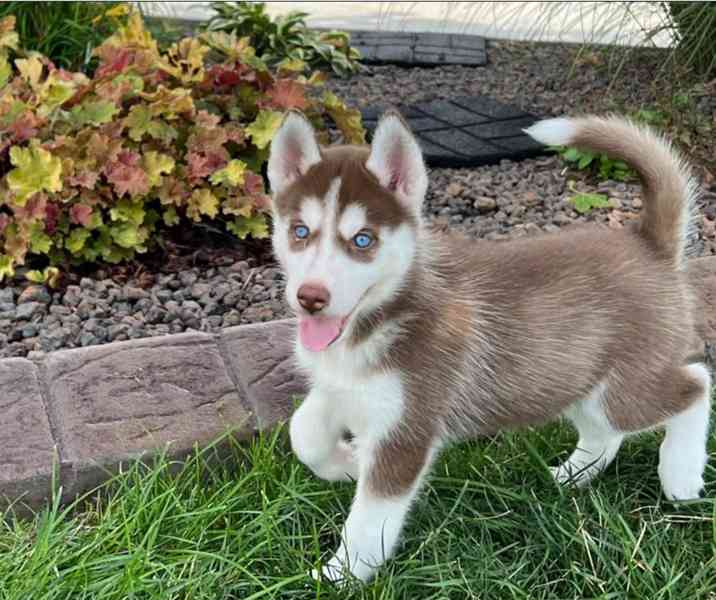 Sibiřský husky - Štěňata s modrýma očima - foto 5