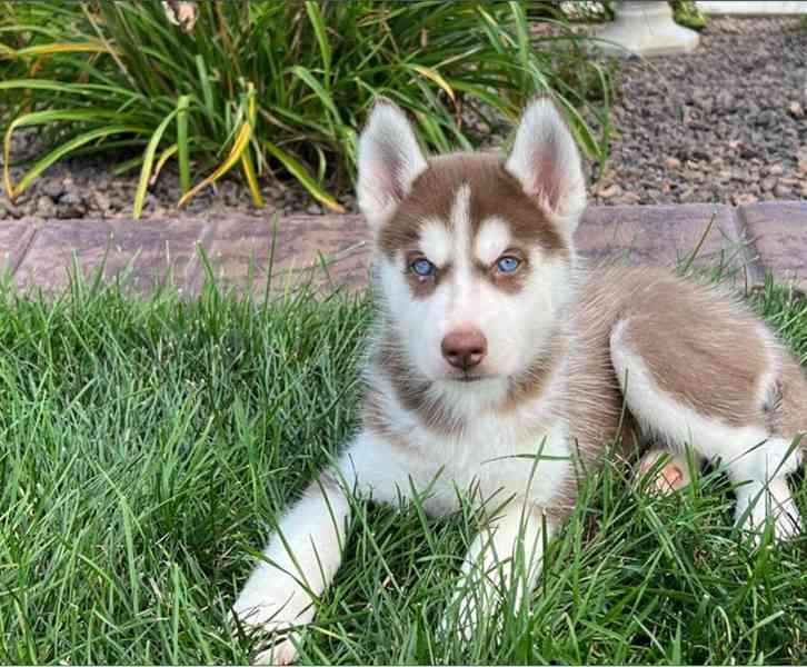 Sibiřský husky - Štěňata s modrýma očima - foto 2