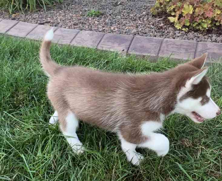 Sibiřský husky - Štěňata s modrýma očima - foto 4