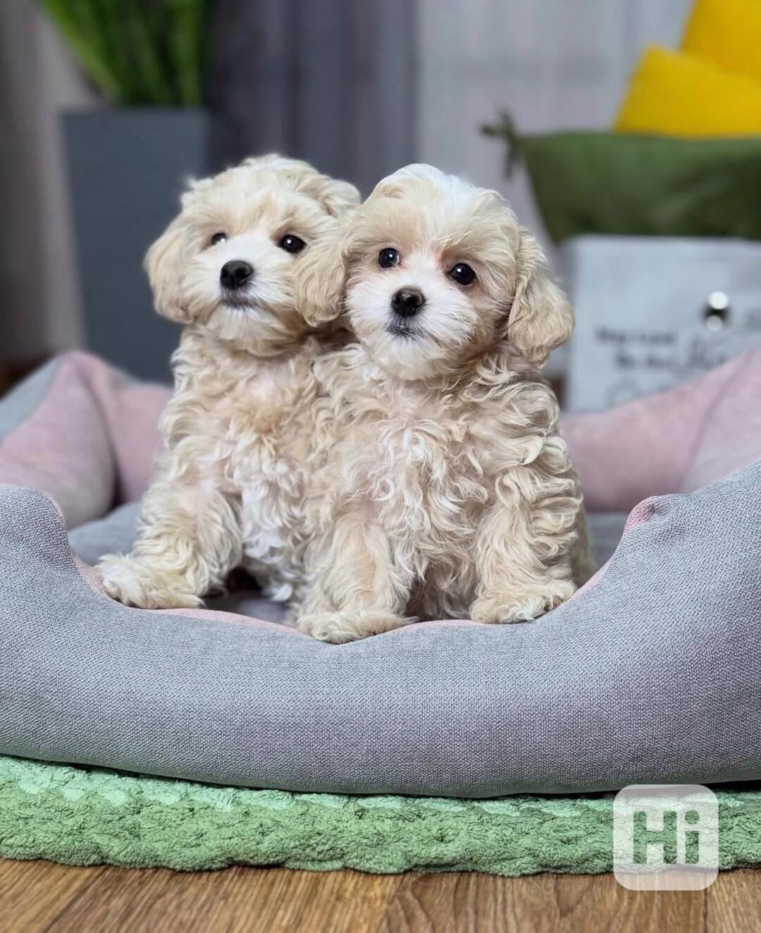 Štěňata maltipoo k adopci. - foto 1