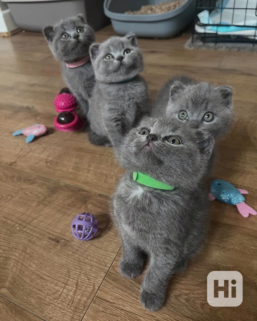 Koťata britské krátkosrsté rasy, samec a samice - foto 1