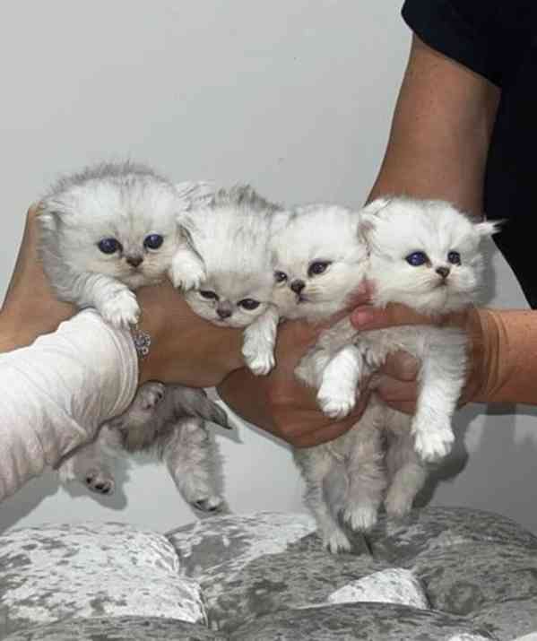 Bílá stříbrná perská koťata činčily - foto 2