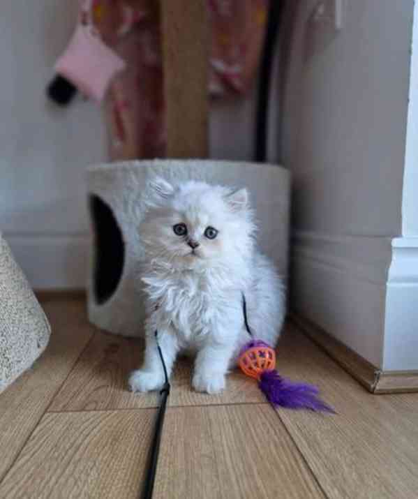 Bílá stříbrná perská koťata činčily