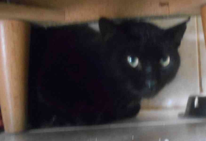 Hodný černý 3letý kocourek Tom hledá domov.  - foto 3