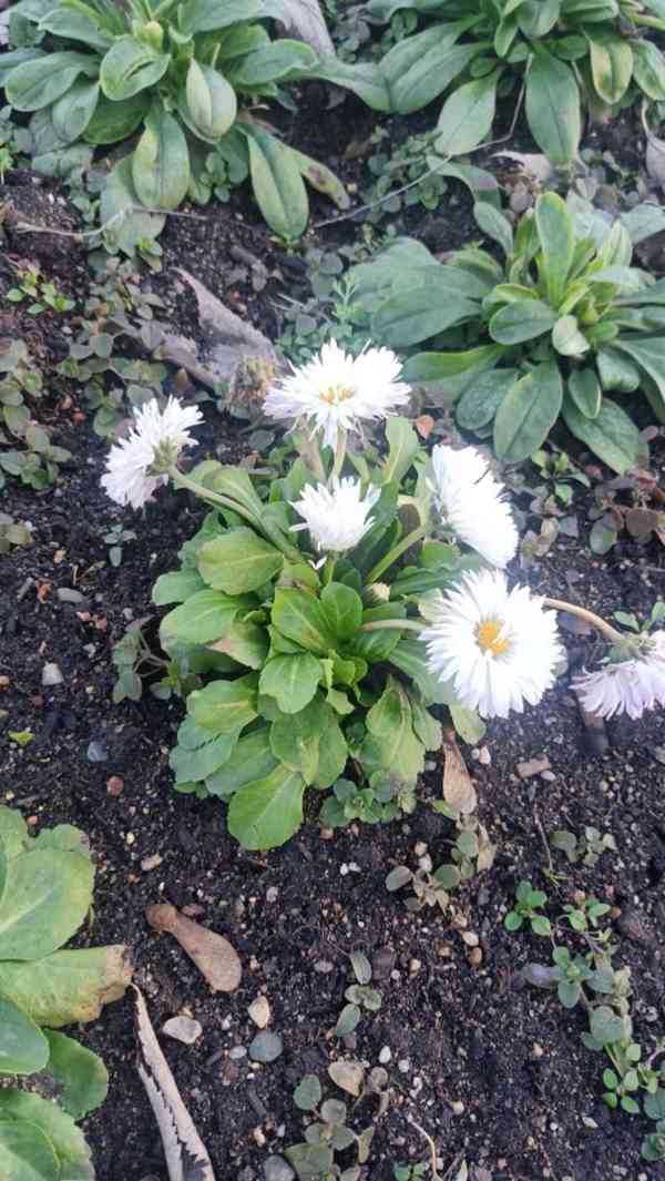 Asistentka a milenka