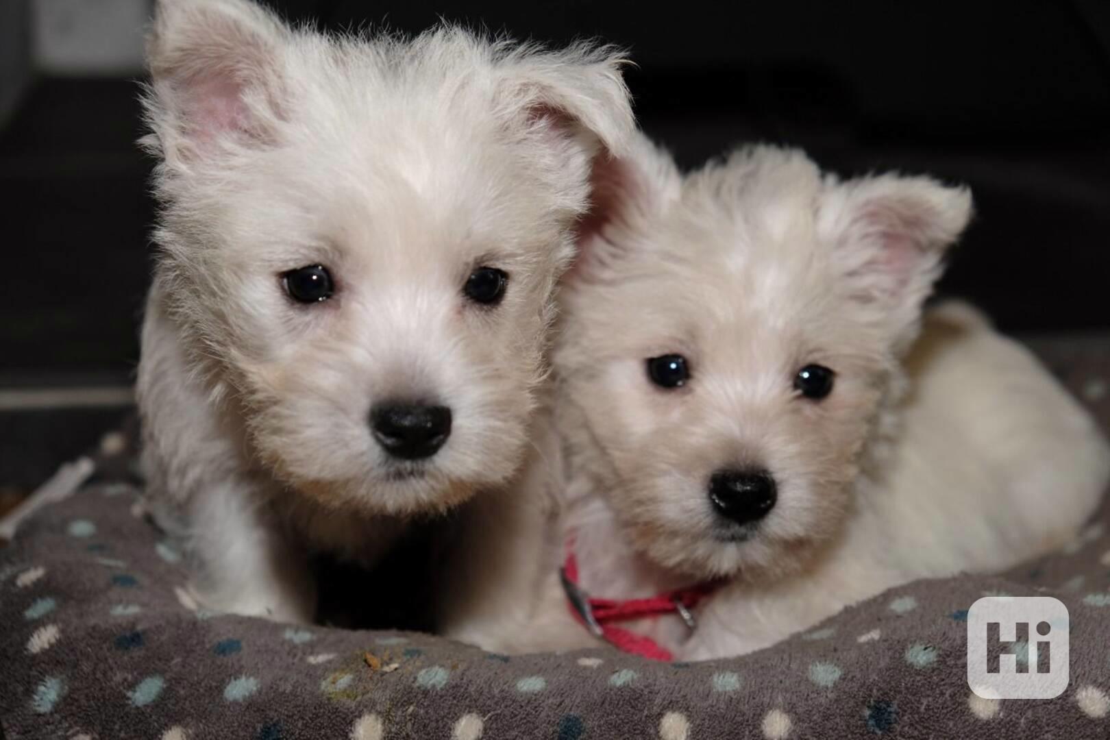 Štěňata West Highland Terrier - foto 1