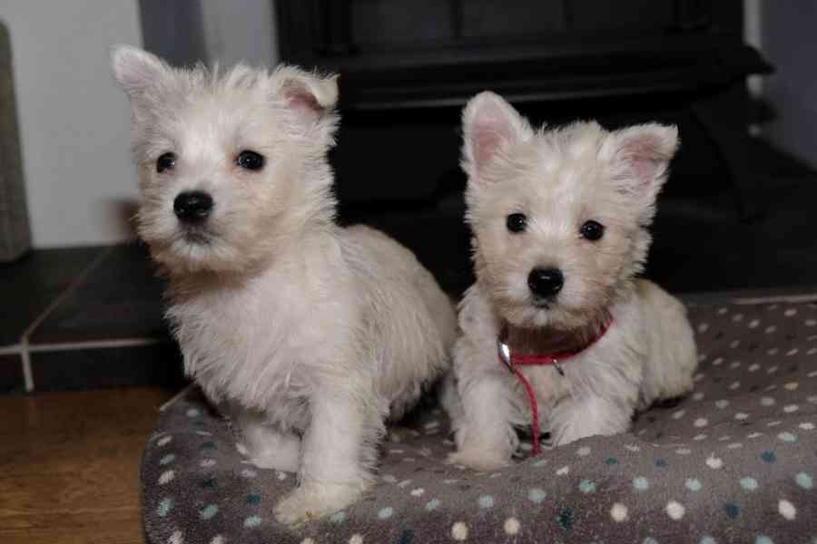 Štěňata West Highland Terrier - foto 6