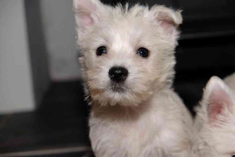 Štěňata West Highland Terrier - foto 4