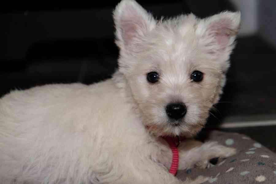 Štěňata West Highland Terrier - foto 3