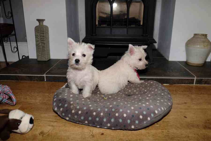 Štěňata West Highland Terrier - foto 5