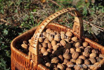 Vlašske Ořechy-Větši Polopapiraky:VIKTORIA, SATURN,JUPITER - foto 2