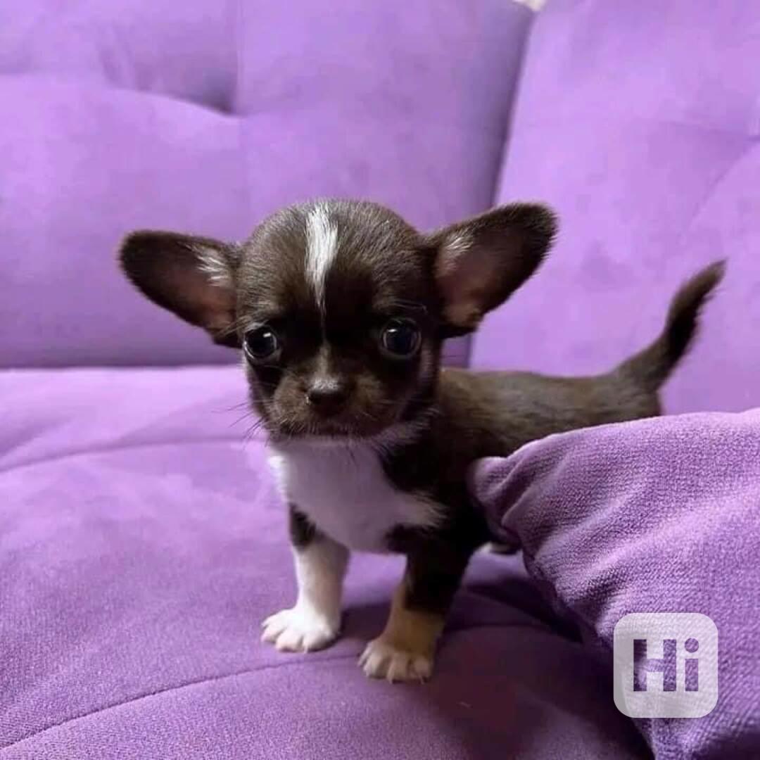 Štěňata čivavy - foto 1