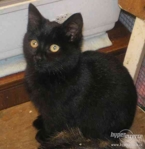 6měsíční černá kočička Štěpánka - foto 1