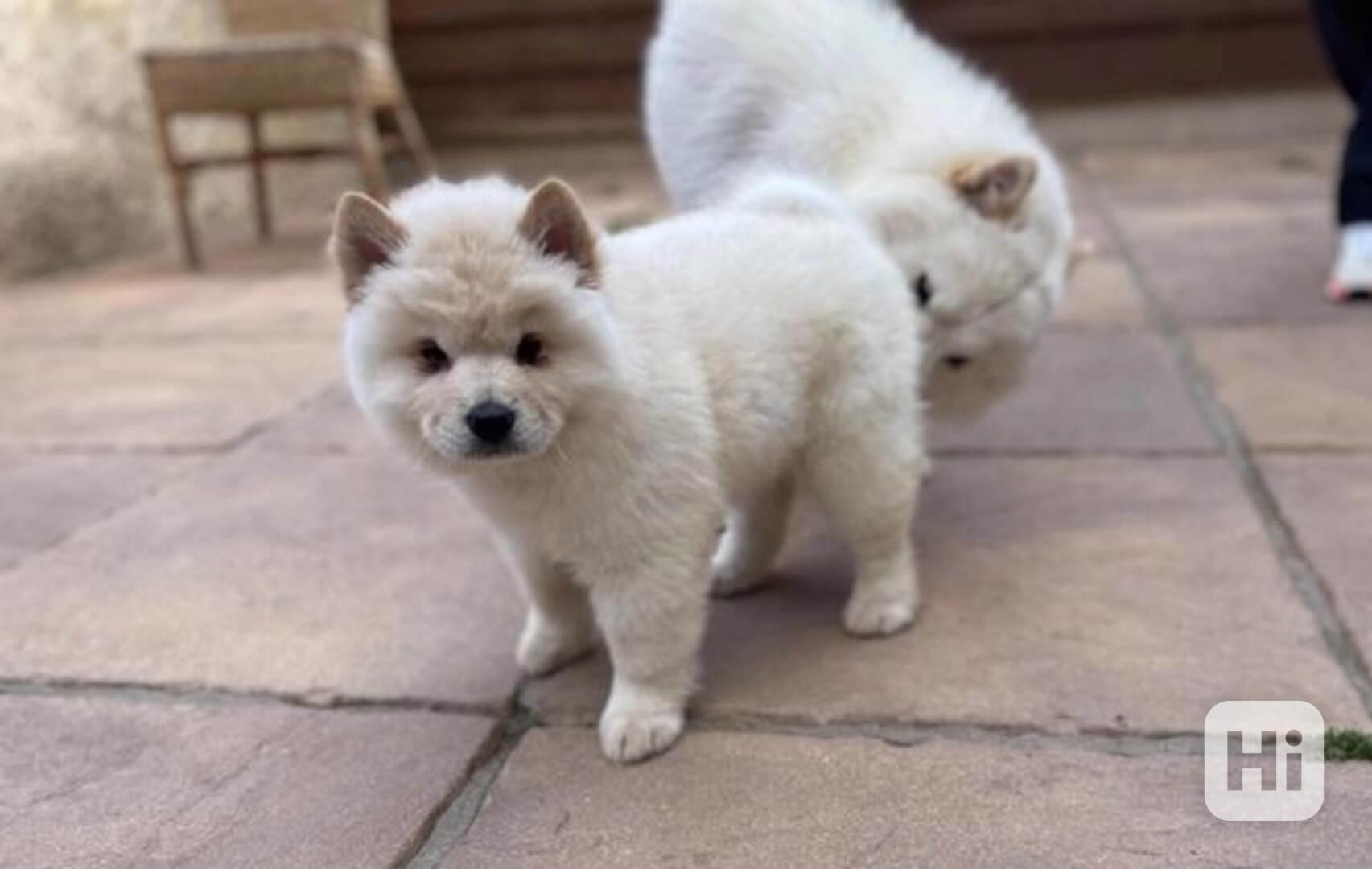 Štěňata plemene Chow Chow do nového domova. - foto 1