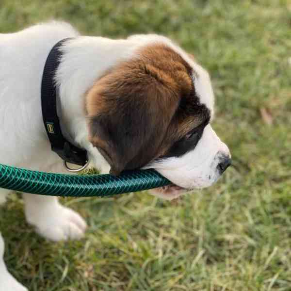 Štěně bernardina potřebuje nový domov - foto 2