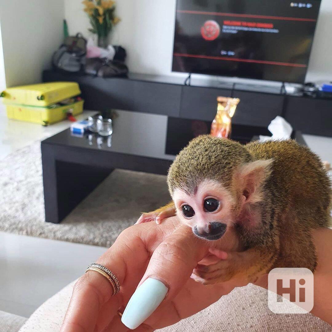 Úžasné veverčí opice na prodej - foto 1