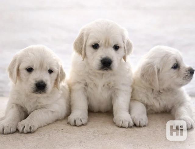 Štěňata retrívra - foto 1