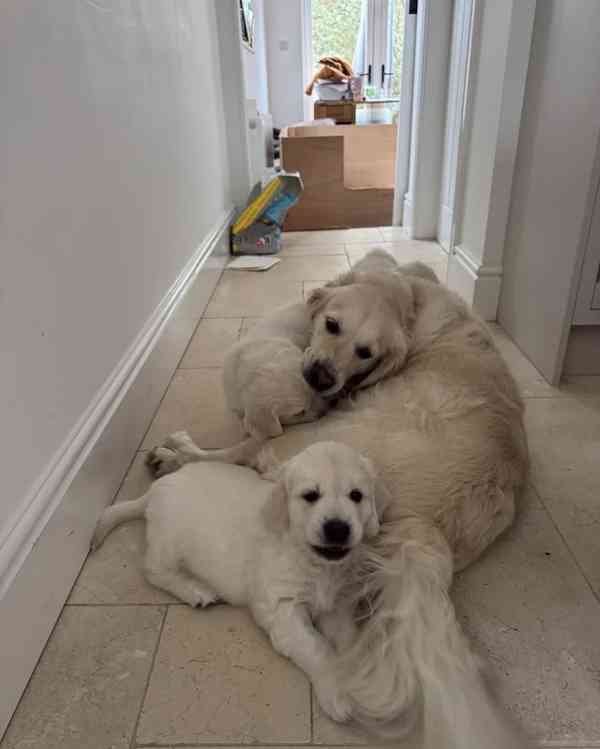 Štěňata retrívra - foto 2