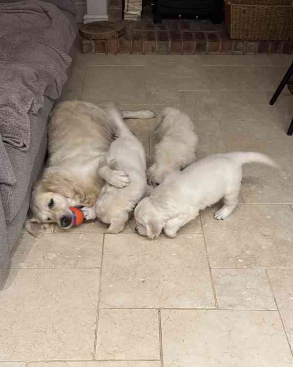 Štěňata retrívra - foto 3