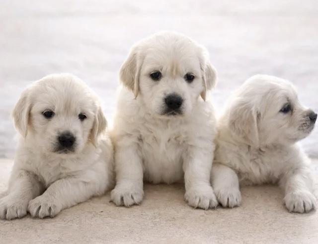 Štěňata retrívra - foto 1