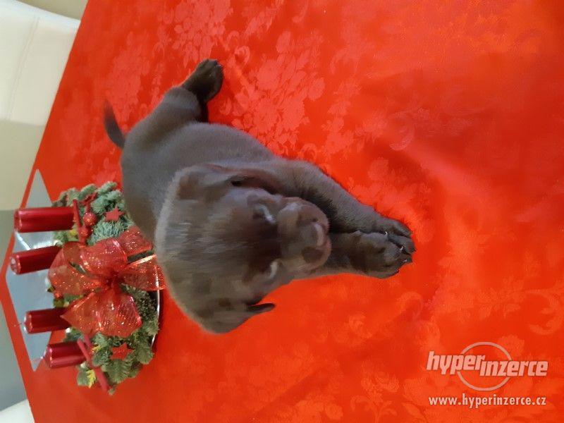 Čokoládové štěňátko Labradorského retrievra s PP - foto 1