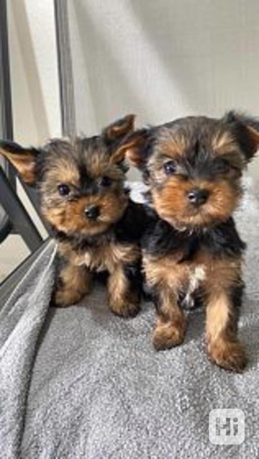 Dárek zdarma Dvě štěňata Yorkie k adopci zdarma   - foto 1