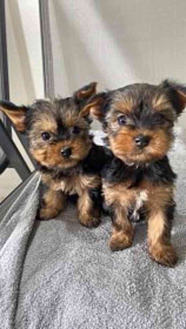 Dárek zdarma Dvě štěňata Yorkie k adopci zdarma   - foto 1
