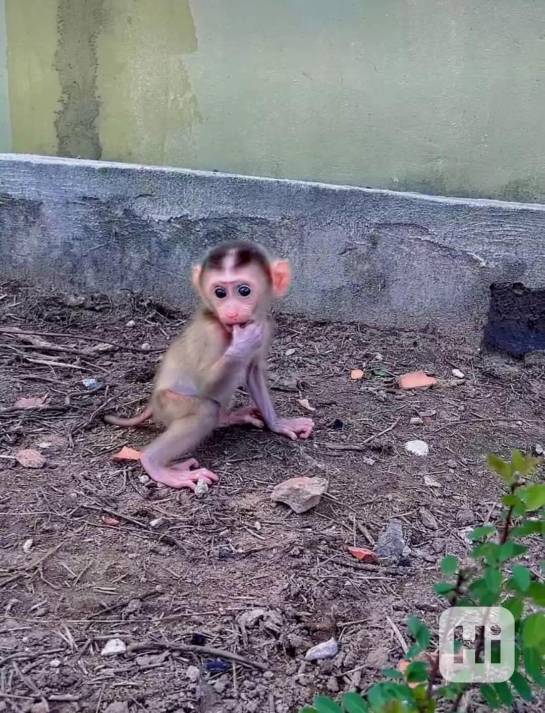 🐒 Zdravé kapucínské opice k adopci - foto 1