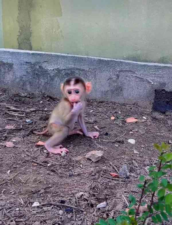 🐒 Zdravé kapucínské opice k adopci