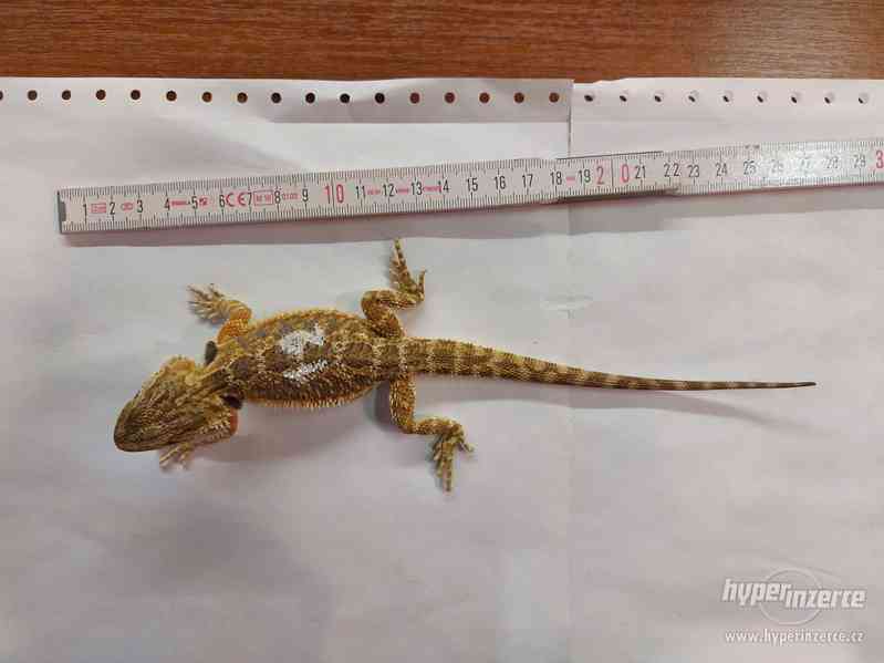 Agama Vousatá mláďata Orange a citrus trans hypo - foto 4