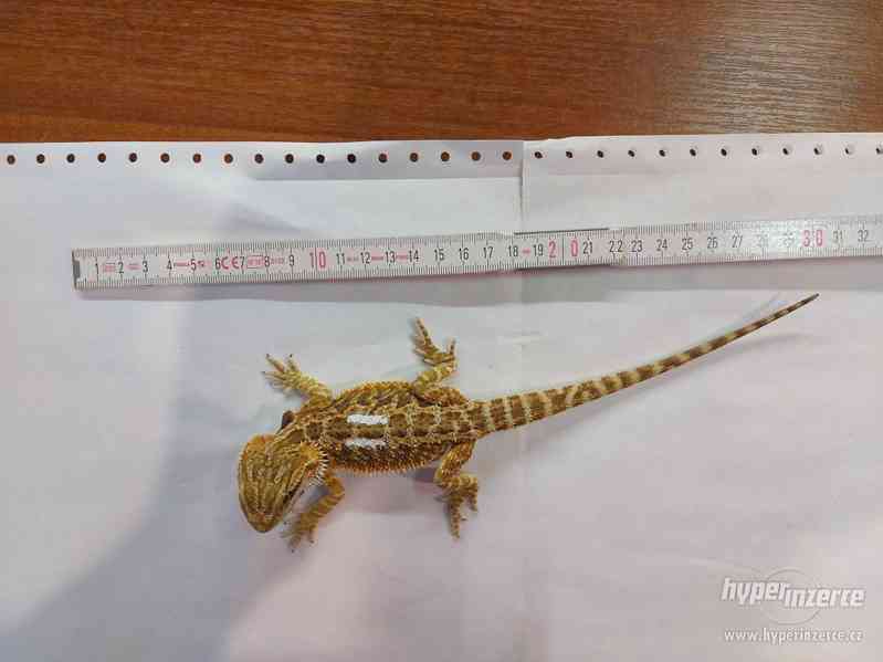 Agama Vousatá mláďata Orange a citrus trans hypo - foto 5