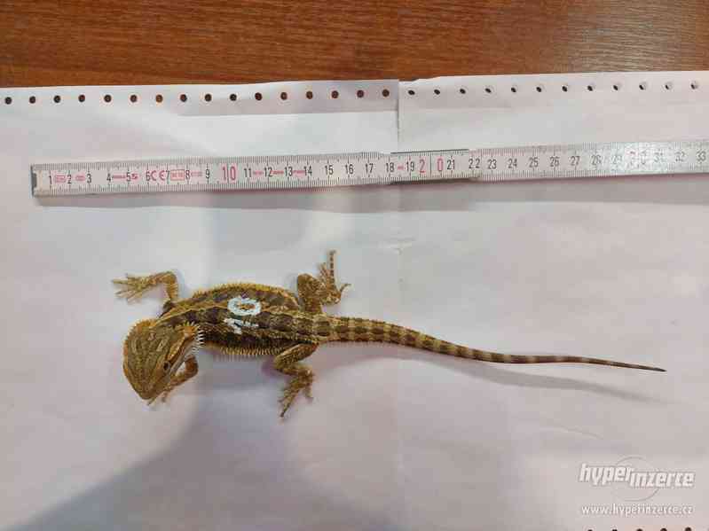 Agama Vousatá mláďata Orange a citrus trans hypo - foto 6