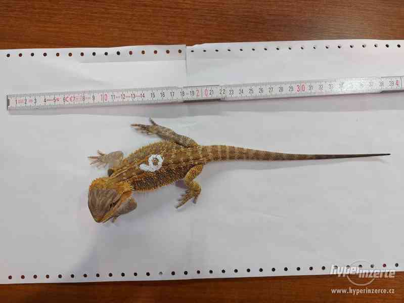 Agama Vousatá mláďata Orange a citrus trans hypo - foto 9