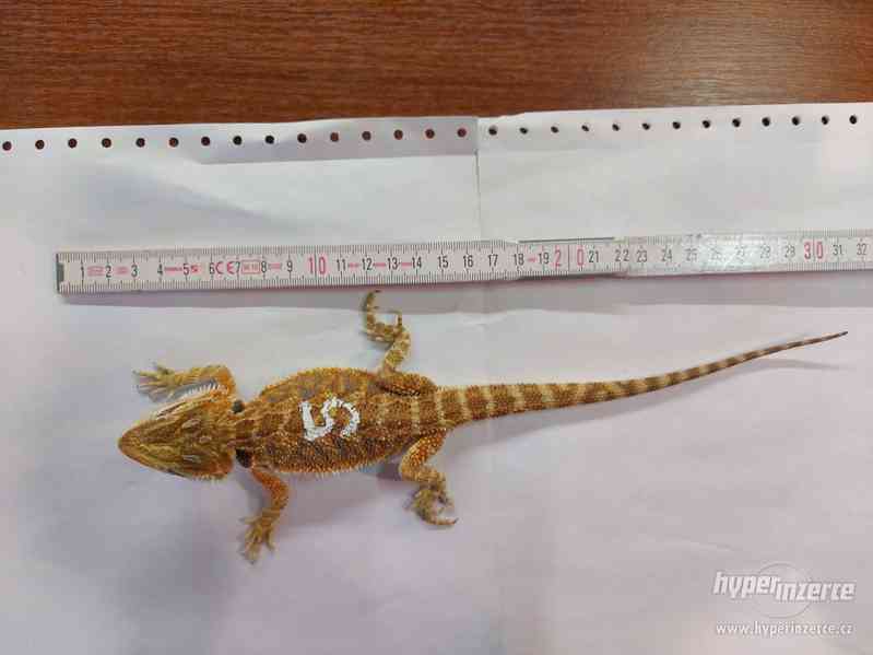 Agama Vousatá mláďata Orange a citrus trans hypo - foto 10