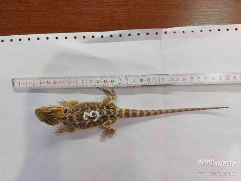 Agama Vousatá mláďata Orange a citrus trans hypo - foto 12