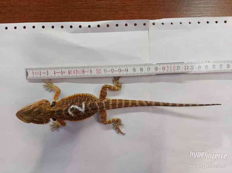 Agama Vousatá mláďata Orange a citrus trans hypo - foto 13
