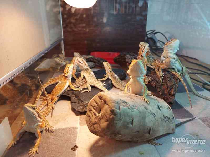 Agama Vousatá mláďata Orange a citrus trans hypo - foto 14