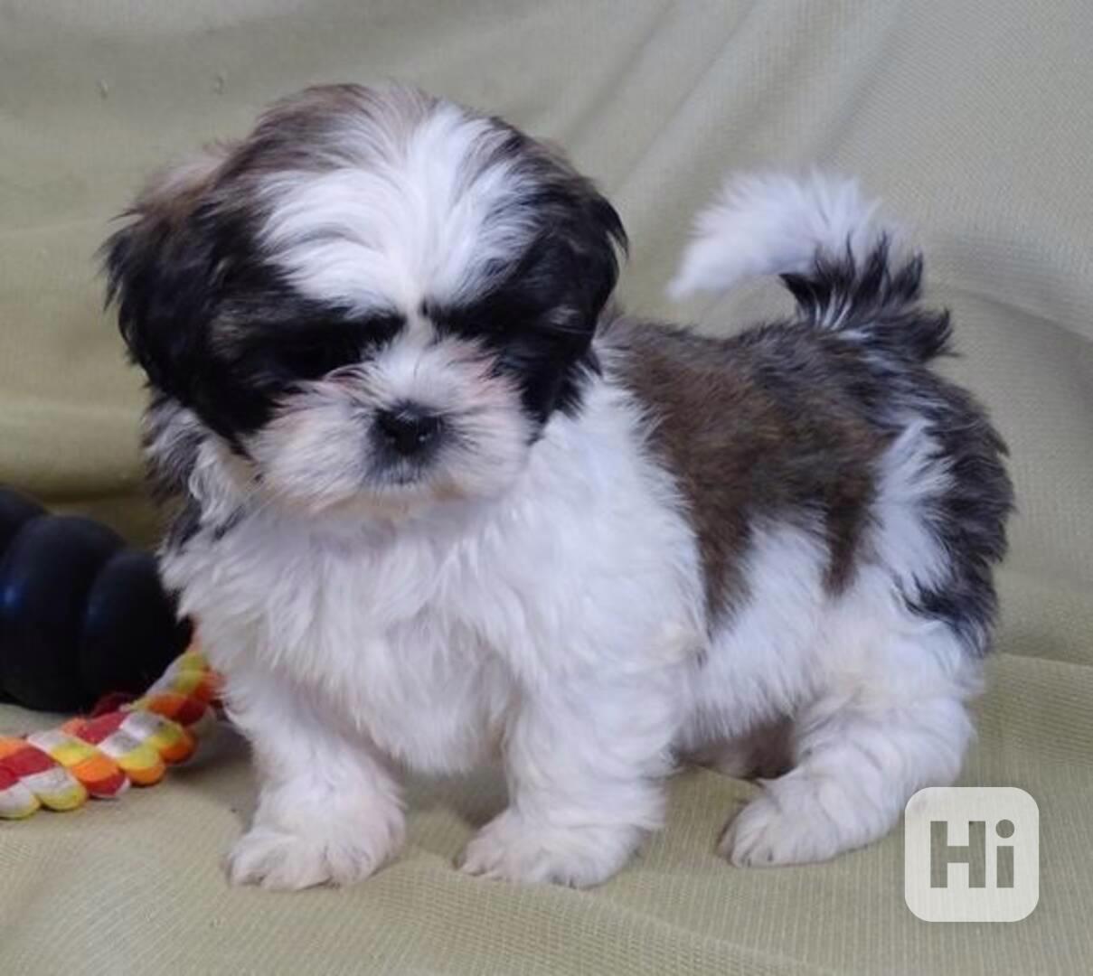 Nádherná ši-tzu štěňata - foto 1